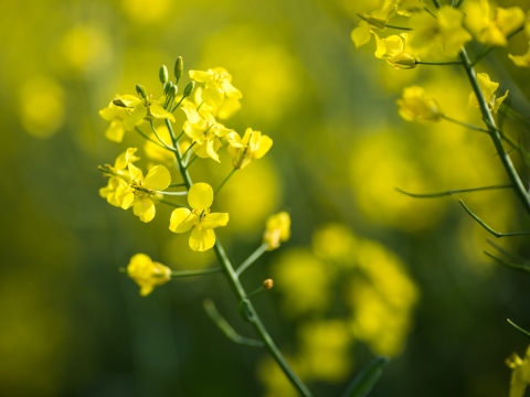 Lubrifiants biodégradables